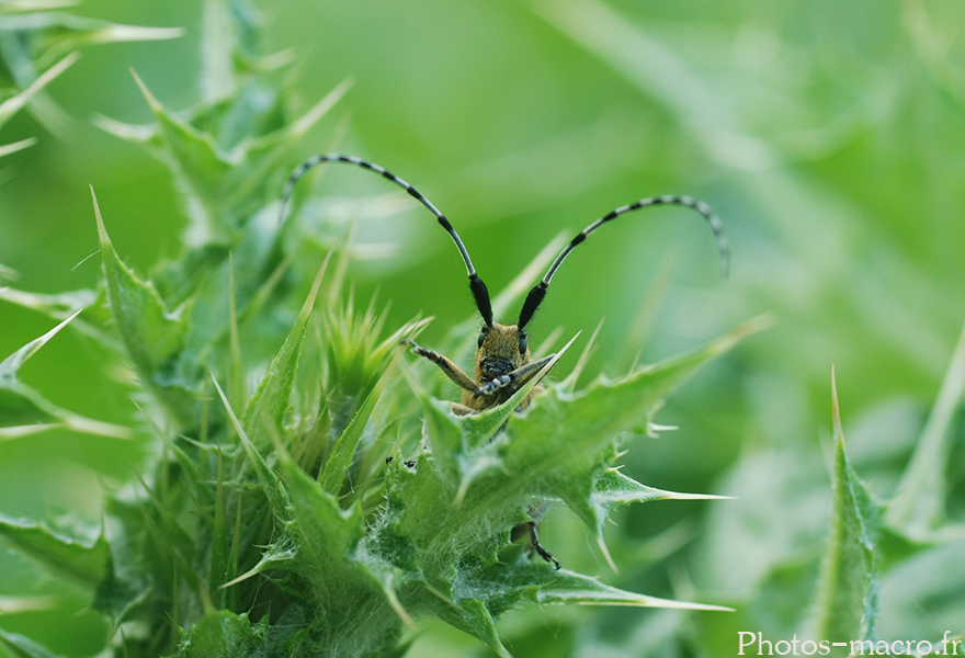 Agapanthia villosoviridescens